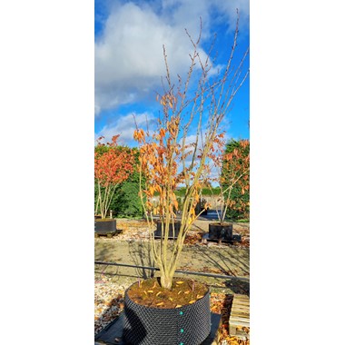 Prunus 'Kanzan' (Multistem Airpot/RB 250-300 cm Specimen)